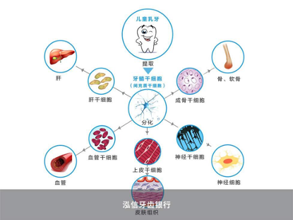 干细胞治疗糖尿病最新进展