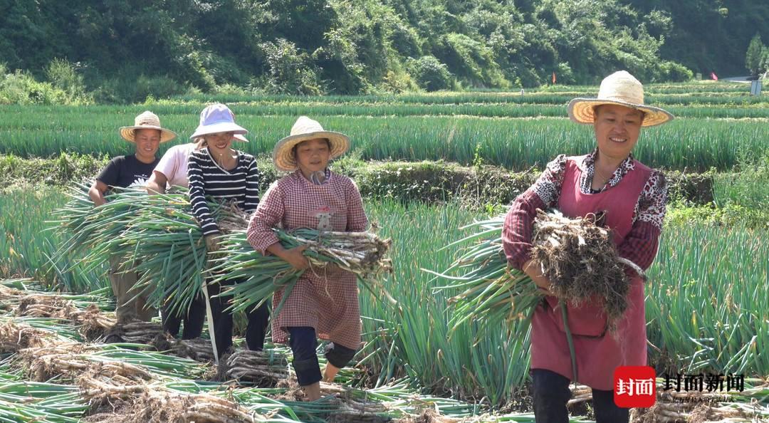 大葱批发价格最新消息