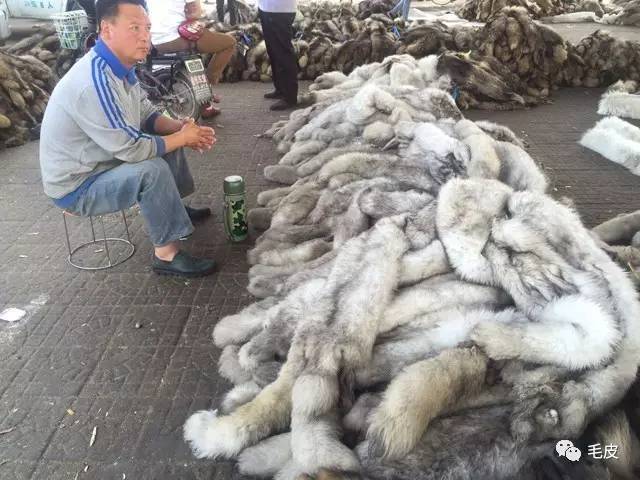 尚村最新皮毛价格行情