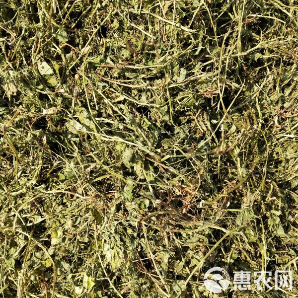 2024年最新花生秧价格