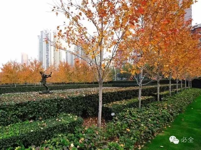 郑州梧桐花语最新消息
