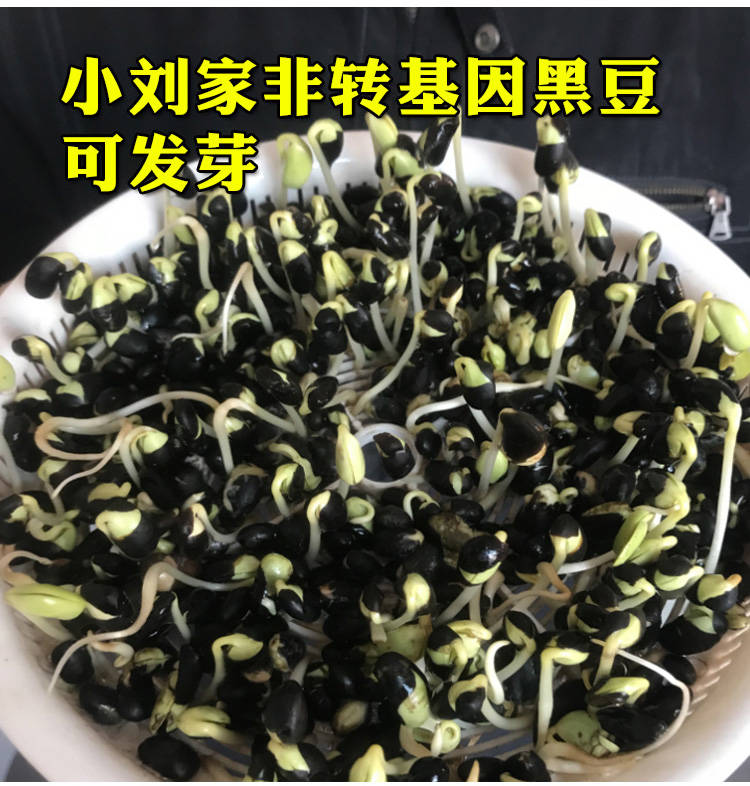 黑龙江黑小豆最新价格