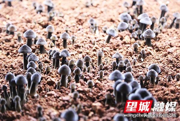 昆明中望城最新消息