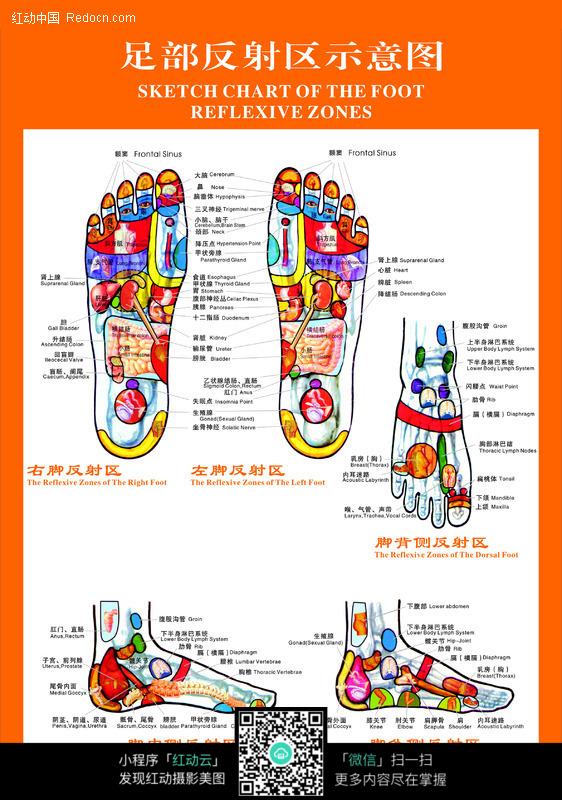 最新足部反射区示意图