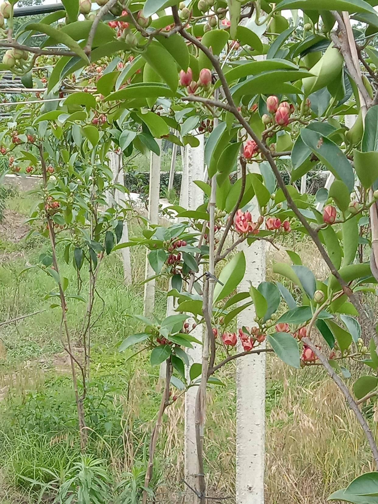 老虎聚合最新版本