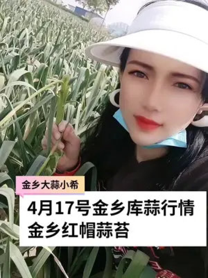 金乡蒜苔最新价格行惰