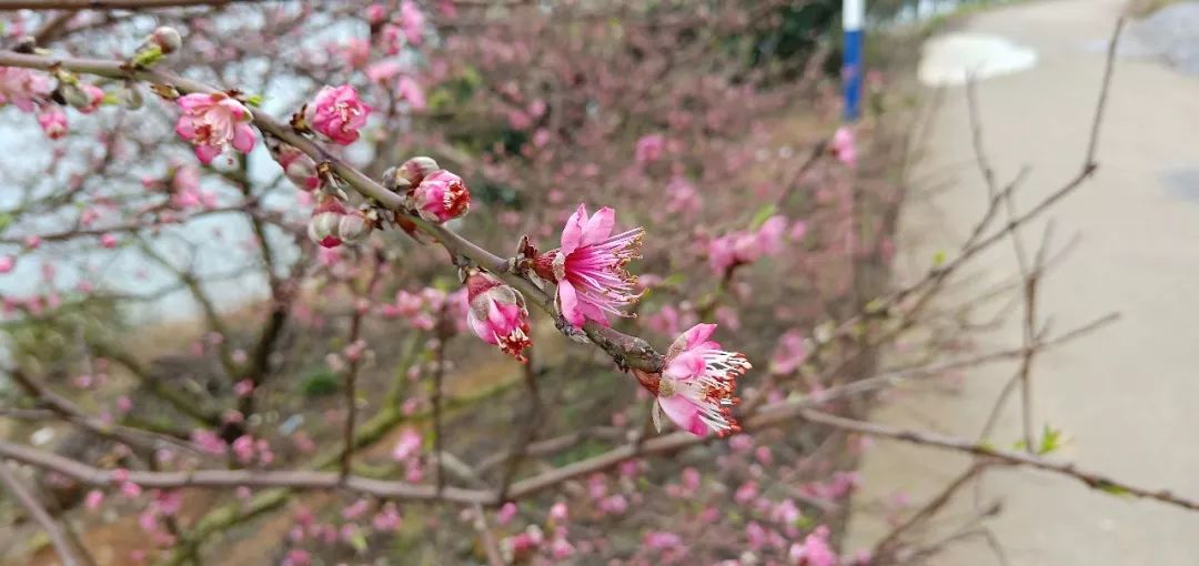 春暖花开最新8地址