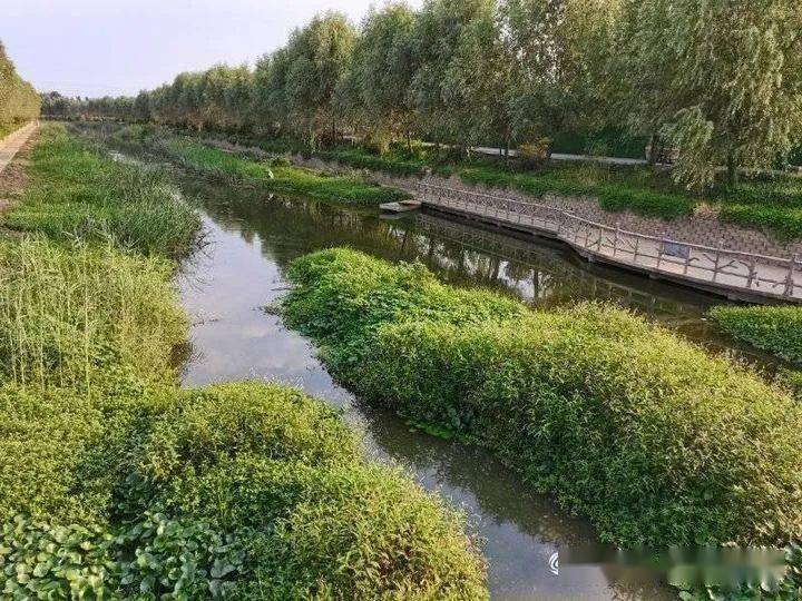 牛坊湿地最新消息