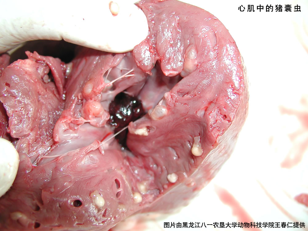 幼虫囊状病最新药物